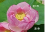 蓮の花の画像